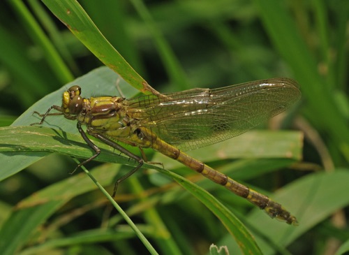 Male, teneral
2009_05_30_VA